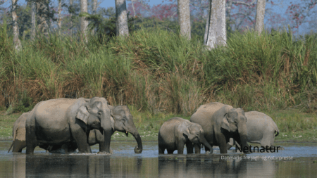 WWF: Nethandel udgør trusel mod truede dyrearter