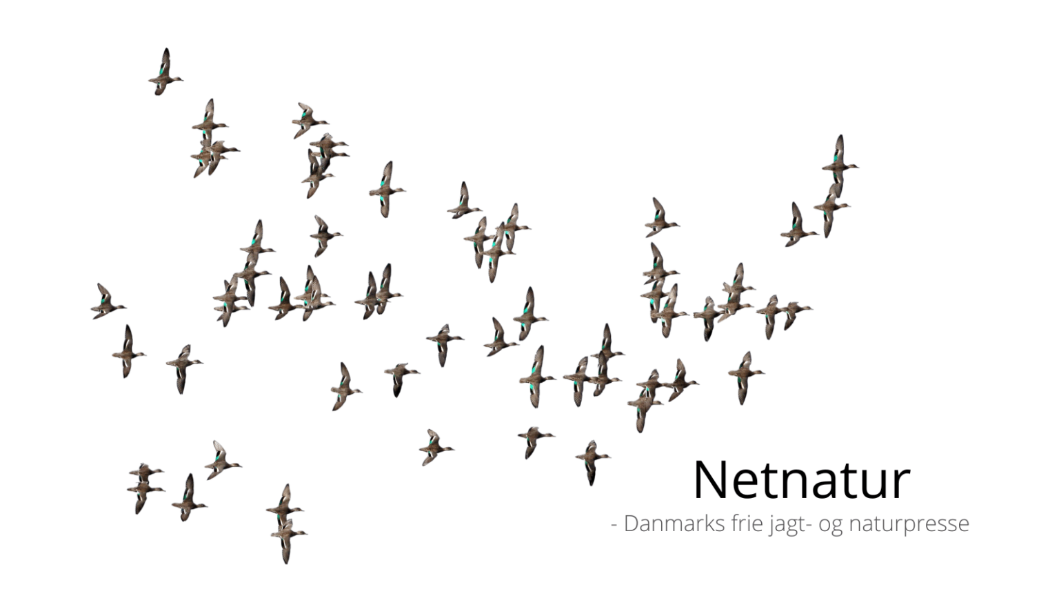 Krikanden - hellere lille og vågen