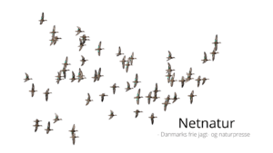 Krikanden - hellere lille og vågen