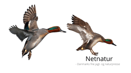 Massive fredningsforslag: Se liste over arter