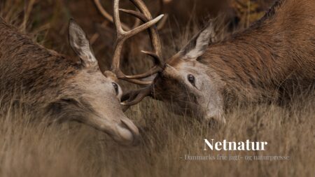 Kronhjort: Det vildeste videoklip
