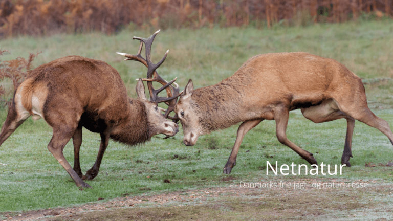Skal Vildtforvaltningsrådet nedlægges? Skal Vildtforvaltningsrådet nedlægges?