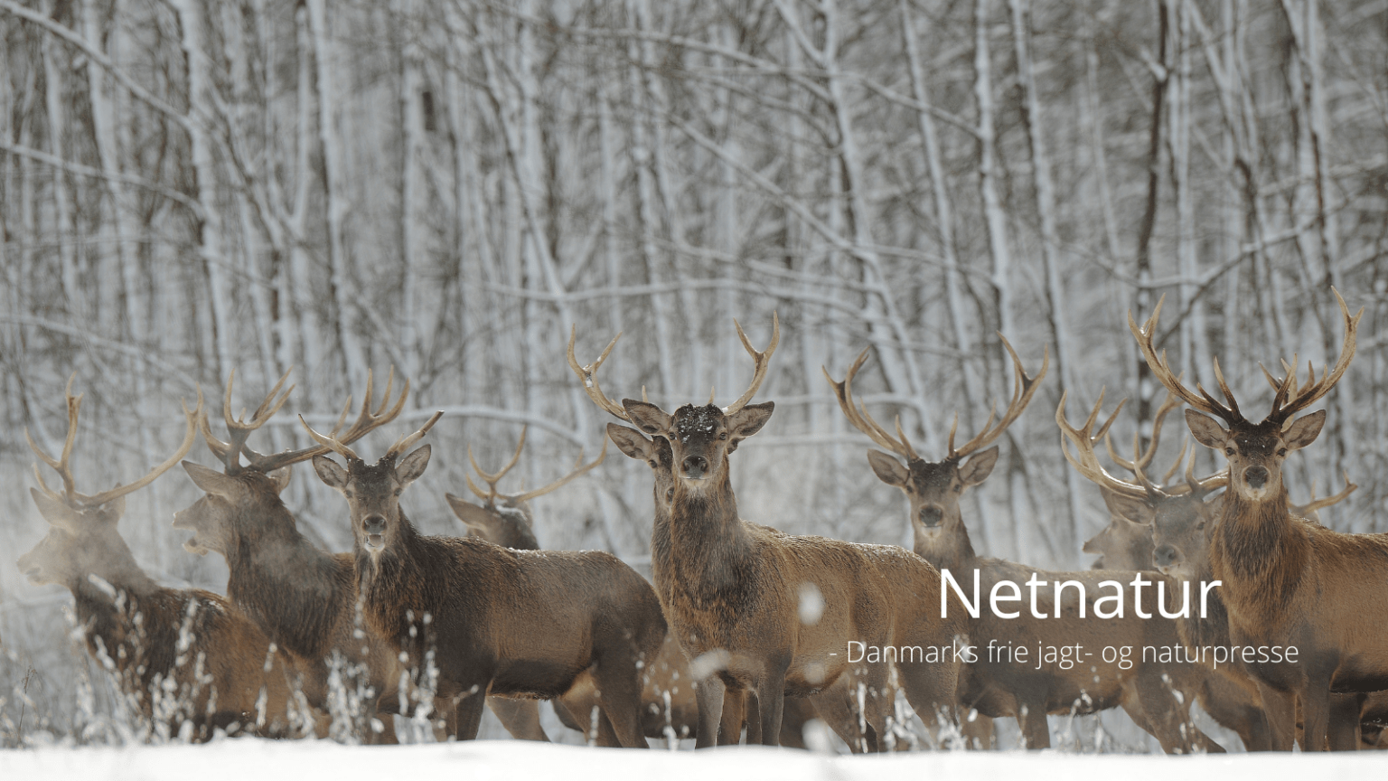 Lukrer aldrig på naboens vildtbestande