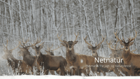 Lukrer aldrig på naboens vildtbestande