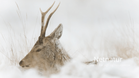 Buejagt på stort hjortevildt tillades