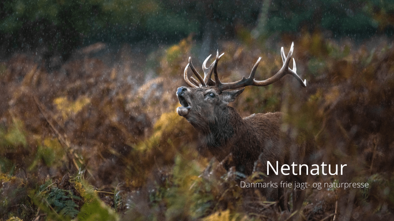 Ny fond vil støtte jagt og natur