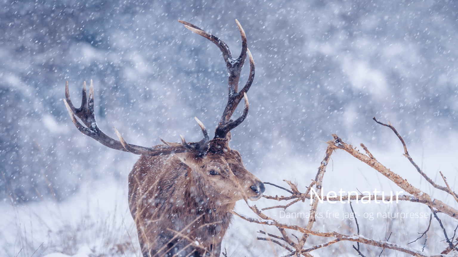 Fodring af kronvildt