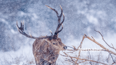 Fodring af kronvildt