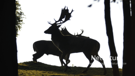 Adaptiv forvaltning ifølge Vildtforvaltningsrådet