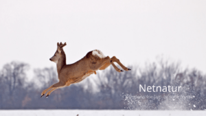 Vildt skal ikke være som dyr i en zoo