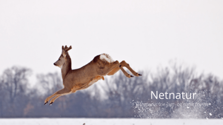 Vildt skal ikke være som dyr i en zoo