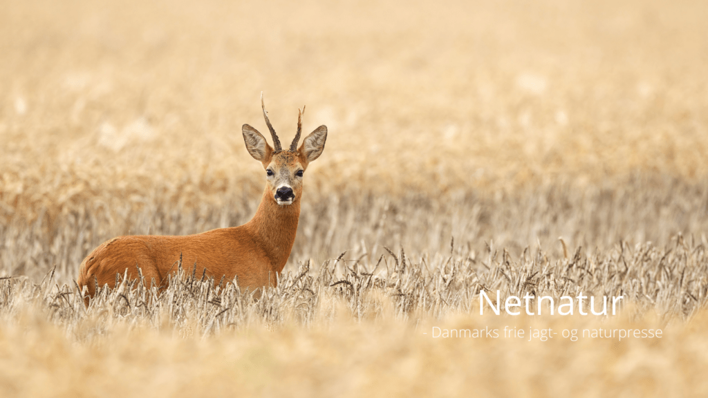 Råvildt: Udbytte tegner sig for mest markante nedgang