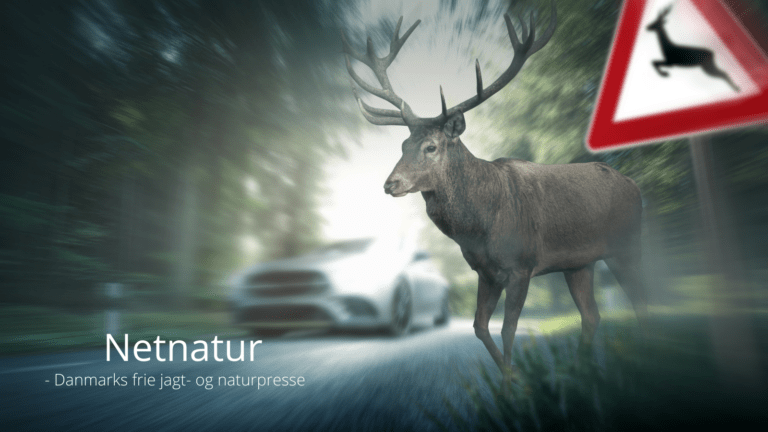 Flere påkørsler mellem sommer- og vintertid en myte Flere påkørsler mellem sommer- og vintertid en myte