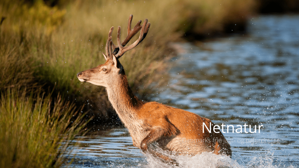 Natjagt på krondyr uden lyddæmper