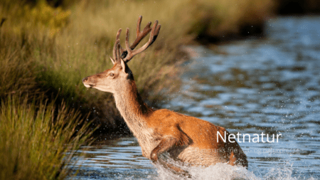 Natjagt på krondyr uden lyddæmper