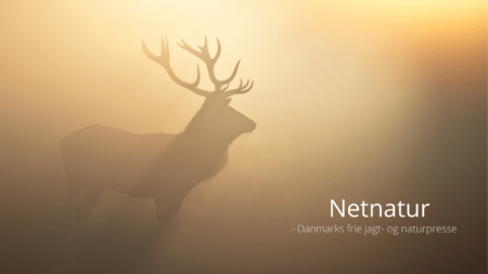 Sporting Conservation International - ny aktør i global udeliv-bevarelse