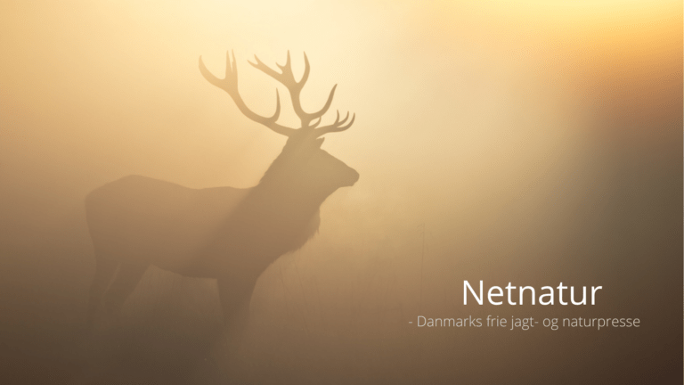 Sporting Conservation International - ny aktør i global udeliv-bevarelse