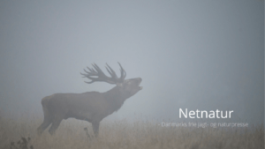 DCE anbefaler mere bureaukratisk vildtforvaltning