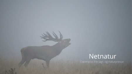 DCE anbefaler mere bureaukratisk vildtforvaltning