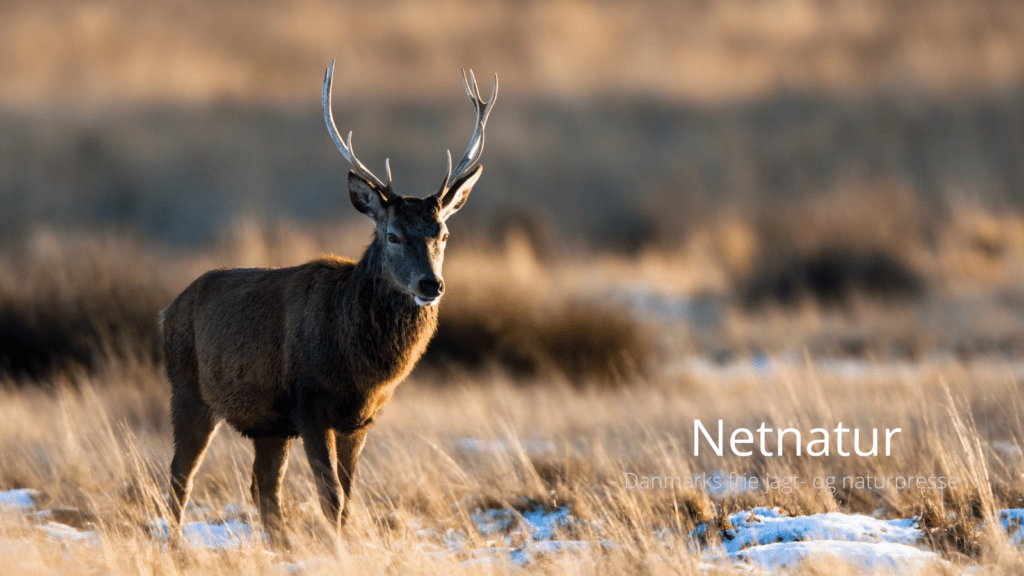 Ny rewild-forening uden hegn