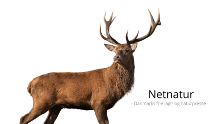 Fodring af hjortevildt: Stemning for forbud Fodring af hjortevildt: Stemning for forbud