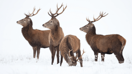 Jagt, jura og fodring af vildt: Hvor går den umiddelbare grænse?