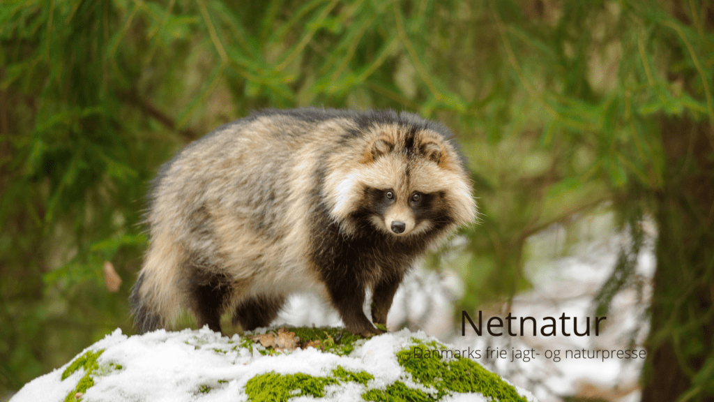 Mårhund skal bekæmpes i vinterhalvåret