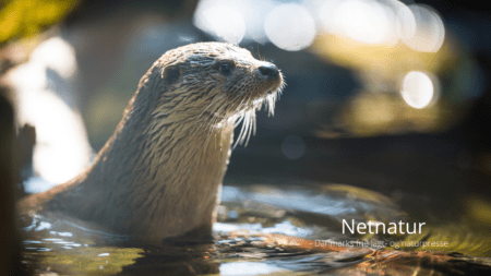 Naturarealer er overvejende ejet af private private ejer mere natur