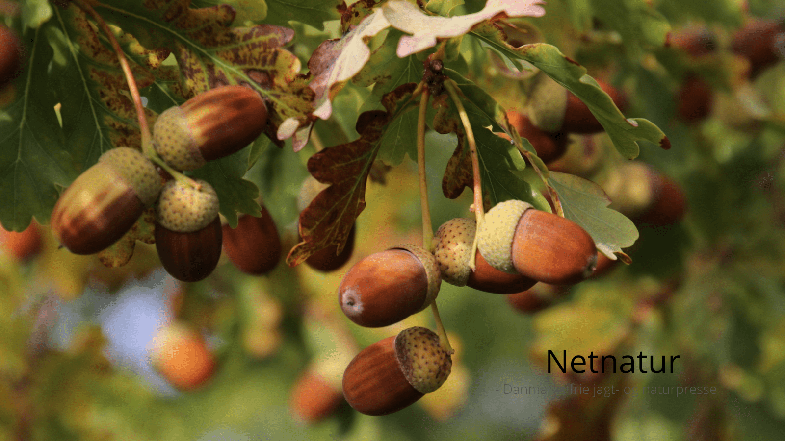 Oldenår - agern fra egetræer er vigtigt tilskud til vildtet i og omkring skovene