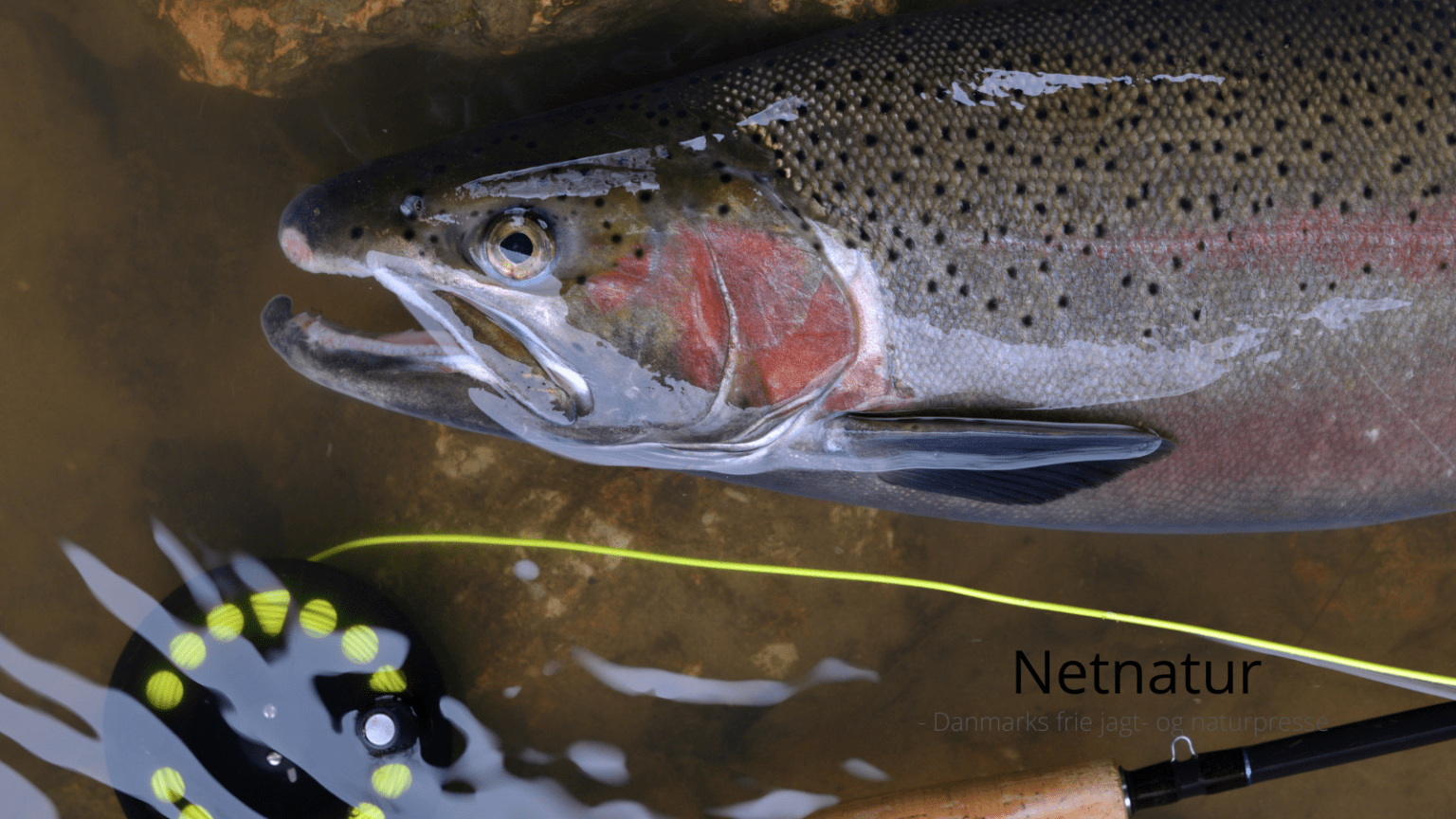 Put & Take: Derfor kan fisk smage af mudder