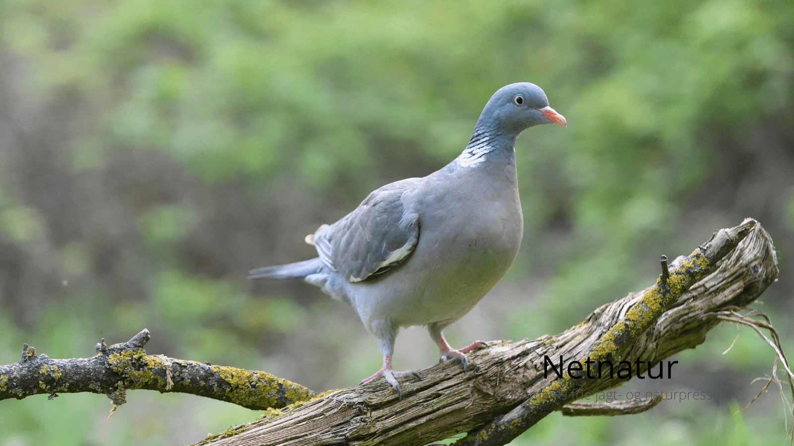 Oldenår og ringduer - oldenår kan være lig med godt jagtår for dem som driver duejagt