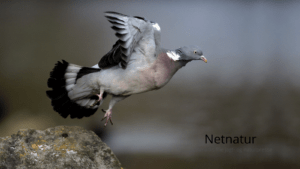Ringduen – også kaldet skovdue Ringduen - også kaldet skovdue