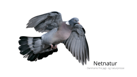 Regulering af vildt kan udløse politianmeldelser