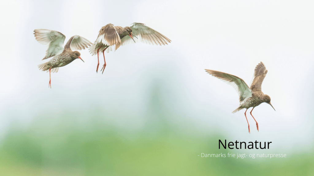 Rødben - en almindelig træk- og vintergæst