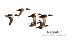 Skeanden – speciel og iøjnefaldende Skeanden - speciel og iøjnefaldende