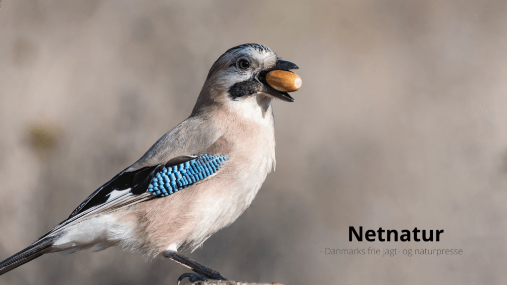 Fuglen, der gav Danmark egetræet