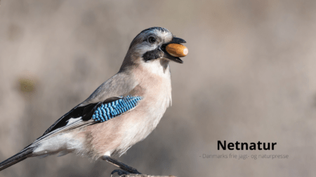 Fuglen, der gav Danmark egetræet Fuglen, der gav Danmark egetræet