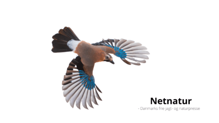 Den danske fuglebestand større end for 200 år siden