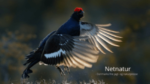 Urfuglejagt i Danmark