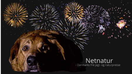 Fyrværkeri og hunde - hvordan kan man forebygge?