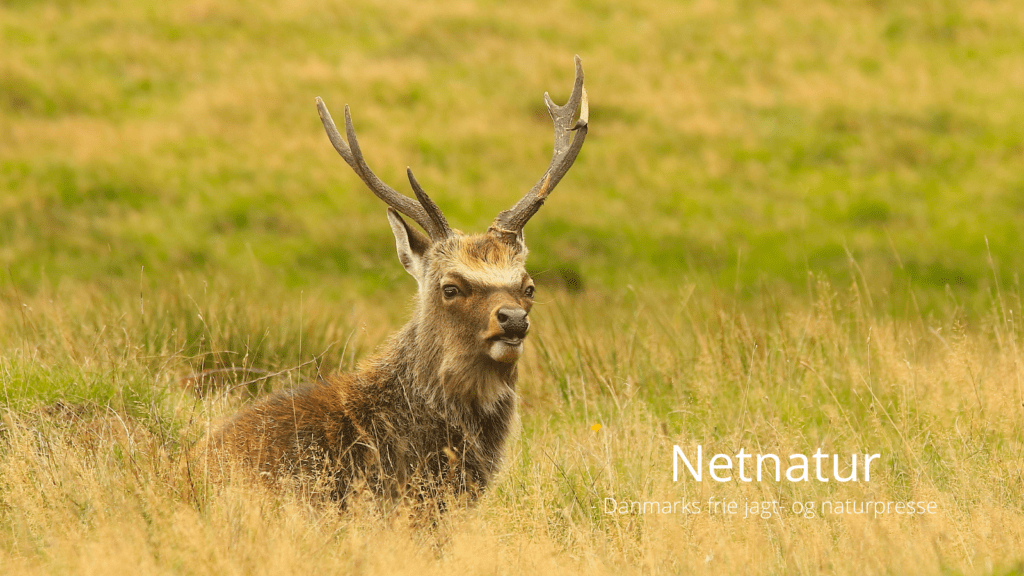 Kan sikavildt krydse med kronvildt?