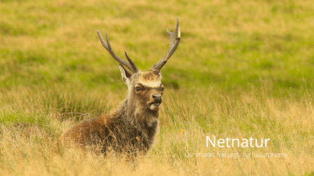 Kan sikavildt krydse med kronvildt?