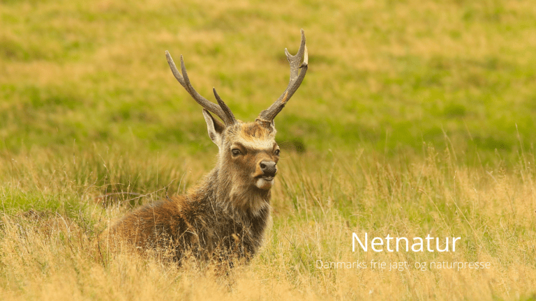 Kan sikavildt krydse med kronvildt?