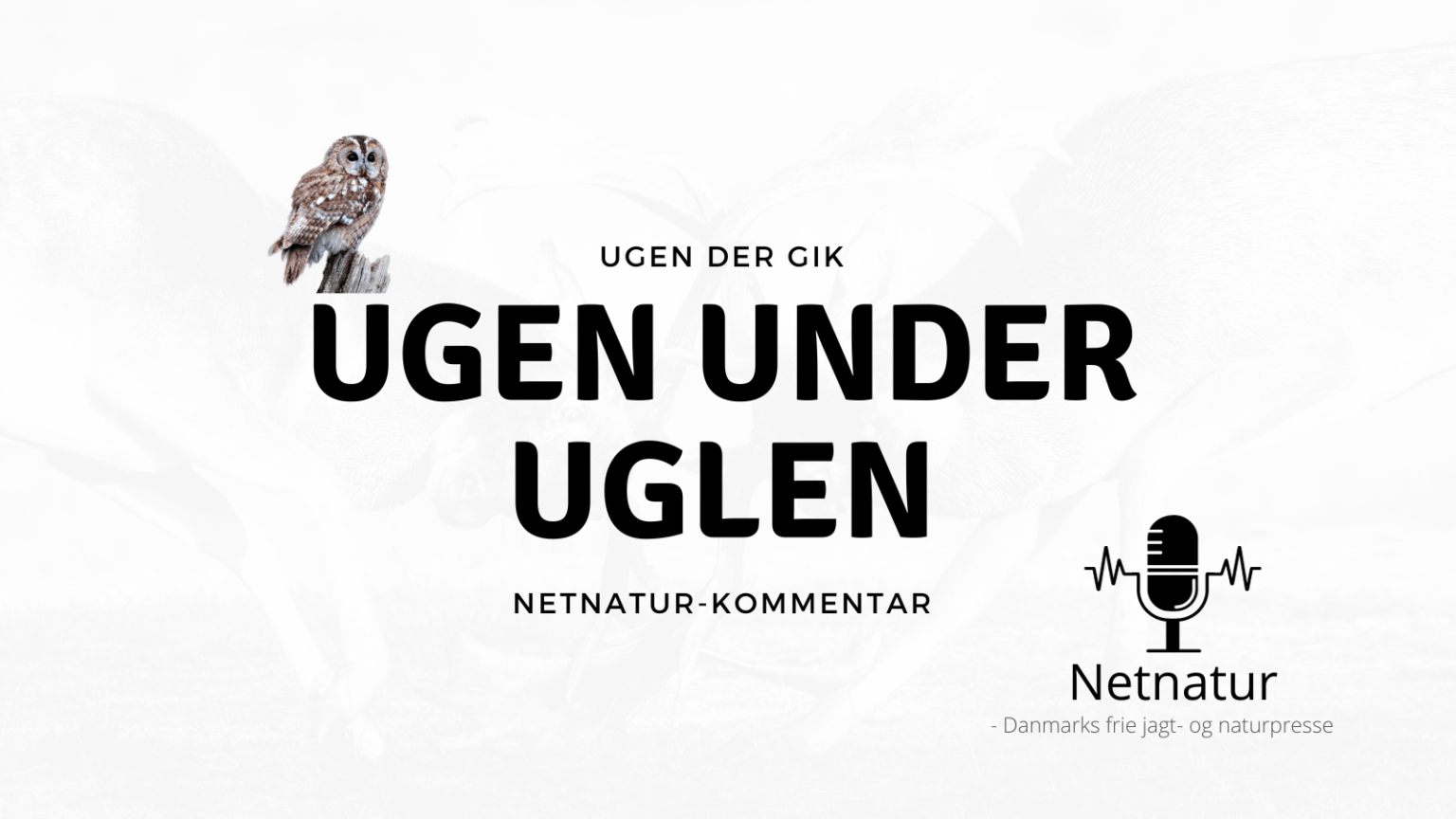 Ugen under uglen