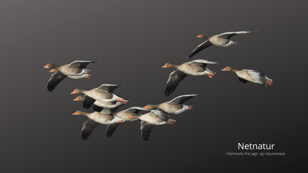 De milde vintre holder på grågæssene