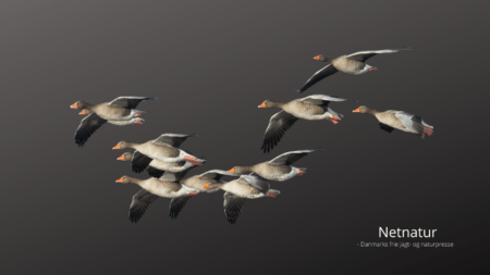 De milde vintre holder på grågæssene De milde vintre holder på grågæssene