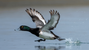 Bjerganden – en talrig træk- og vintergæst Bjerganden - en talrig træk- og vintergæst
