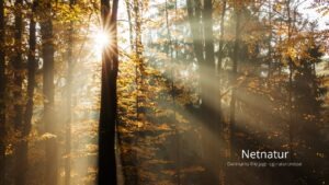 Kend dine vildtplanter: Bøg – Danmarks nationaltræ Kend dine vildtplanter: Bøg - Danmarks nationaltræ