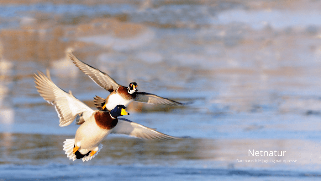 Billedtekster: Hvis Andersine er den smukkeste and i verden, er den farverige brudeand den næst smukkeste, hævder forfatteren til denne artikel. Et fint knippe farvestrålende brudeænder hører til blandt den globale andejægers vådeste jagtdrømme. Kaliber 12 med 90 mm patroner i størrelse 1 er måske ikke den mest passende til de små brudeænder - men det virkede. Artikelforfatterens første brudeand faldt midt i vandhullet og voldte lidt apporteringsproblemer, da han ikke havde medtaget en hund.