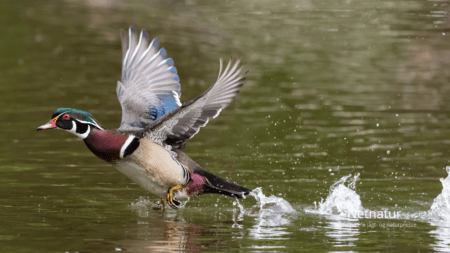 Verdens smukkeste and Verdens smukkeste and